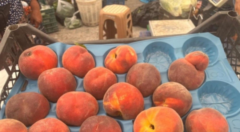 Bursa şeftalisi cep yakıyor: Dalında kilosu 50 liradan satılıyor