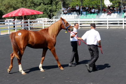 Karacabey Harası'ndan taylar rekor fiyatlara satıldı