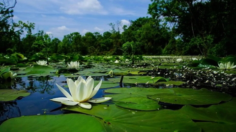 Türkiye’nin Amazon’u burada: Doğayla iç içe Karacabey rehberi