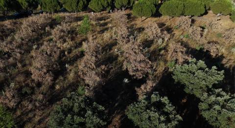 Karacabey'de yüzlerce zeytin, ceviz ve badem ağacı kesildi