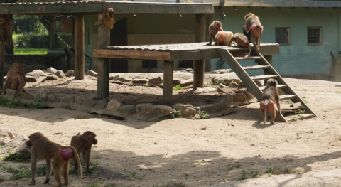 Bursa'da sıcaktan bunalan hayvanların buzlu meyve keyfi