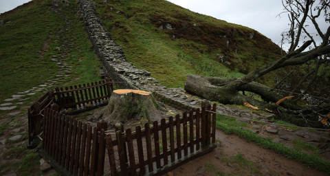 İngiltere’de ikonik ağacı kesen 2 kişiye hapis cezası