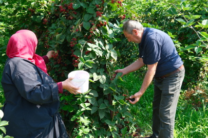 Bursa'da böğürtlen hasadı başladı