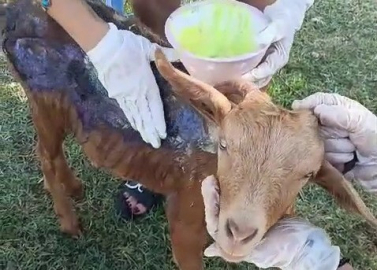 Çanakkale'deki orman yangınında yanan keçi Bursa'da tedavi altında