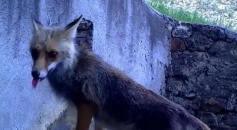 Bursa'da fotokapana yakalanan sincap ve tilki görenleri gülümsetti