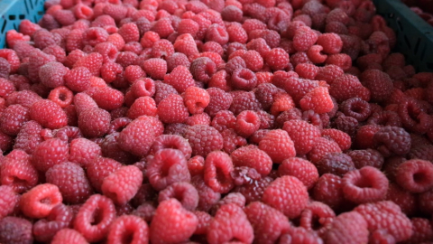 Bursa'da ahududu üretimi alarm veriyor