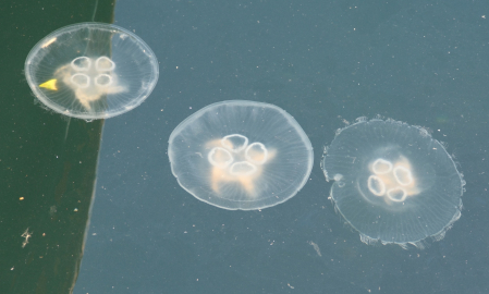 Gemlik Körfezi’nde denizanası istilası: Balıkçı ağ atamaz hale geldi