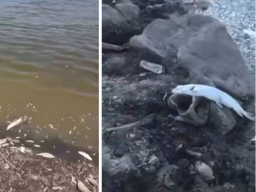 Bursa’da gölet kurudu, binlerce balık öldü