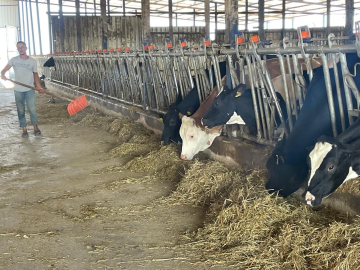 Bursalı süt üreticilerinden 'yem dayatması'na tepki
