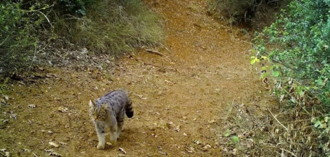 Uludağ’da yaban kedisi fotokapana takıldı