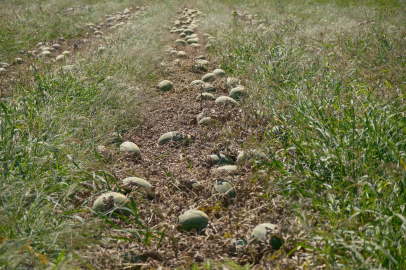 Karacabey’de domatesten kaçan çiftçi, karpuz ve mısırda da kaybetti: 5 ana üründe planlama şart