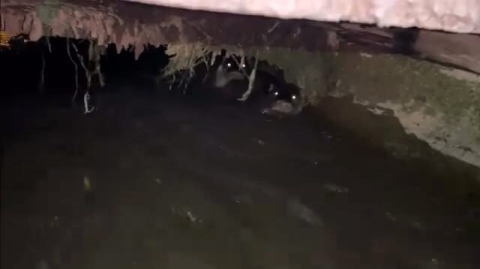 Nesli tehlike altındaki su samurları İnegöl’de sulama kanalında görüldü