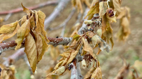 Resmi Gazete’de yayımlandı: Zirai dondan etkilenen çiftçilere ödeme yapılacak