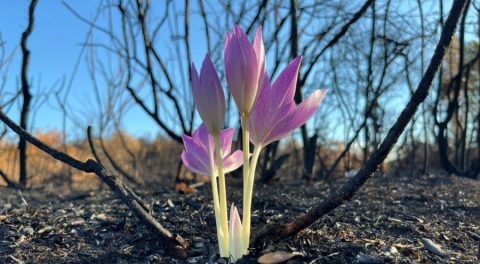Bursa'da küle dönen ormanda çiçek açtı!