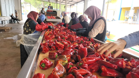 Hollanda'nın biber salçasını İnegöllü kadınlar üretiyor