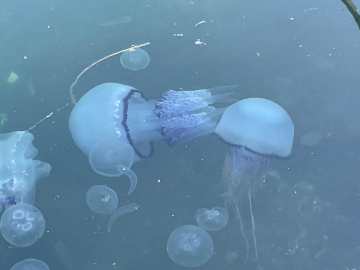 Müsilaj kabusu Marmara'da yeniden hortladı