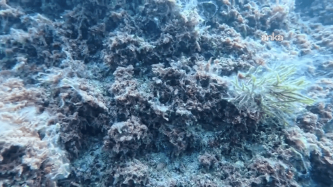 Marmara'da müsilaj kabusu yeniden başladı: “4 hafta içinde bütün Marmara’yı kaplayabilir”