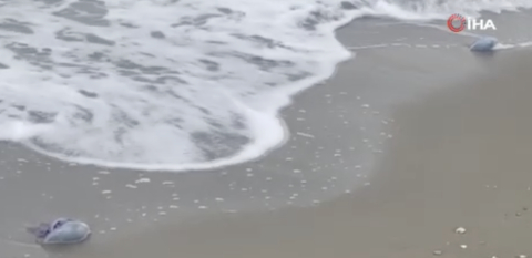 Mudanya sahiline denizanaları vurdu