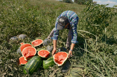 Çiftçi hesabı: 30 TIR karpuz bir iPhone alıyor
