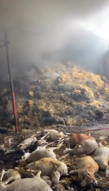 Bursa'da ahır ve samanlıkta yangın: 170 hayvan öldü
