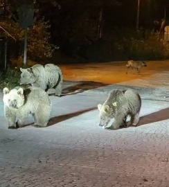 Bursa’da dağcılarla ayılar burun buruna geldi