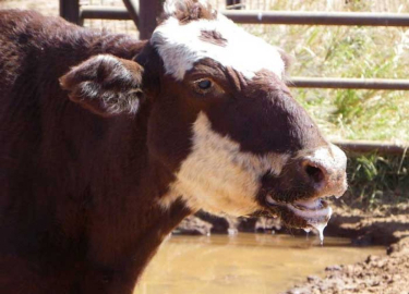Anahtar Parti Mustafakemalpaşa’dan şap hastalığı açıklaması: "Görülmemiş olay"