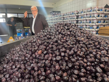 Gemlik zeytini dünya yolunda