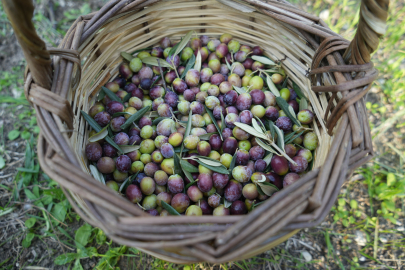Düşüş bekleniyor: Zeytin ve zeytinyağında rekolte tahmini açıklandı