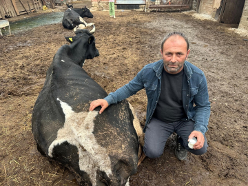 Bursalı çiftçiyi şap vurdu: Koyunlar yürüyemiyor, buzağılar ölüyor