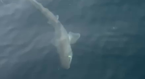 Gemlik Körfezi'nde balıkçıların oltasına köpek balığı takıldı