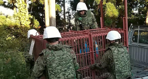 Japonya'da ayılar 12 kişiyi öldürdü