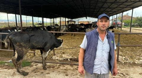 Şap hastalığı Bursa'da hayvancılığı vurdu