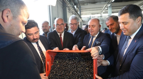 Marmarabirlik, zeytin sezonunda 70 bin ton alım ve 50 milyon dolar ihracat hedefliyor