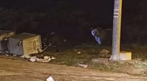 Bursa Uludağ'da kış uykusuna yatmayan ayılar yiyecek aradı