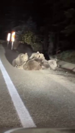 Uludağ'da anne ayı yavrularını emzirirken görüntülendi