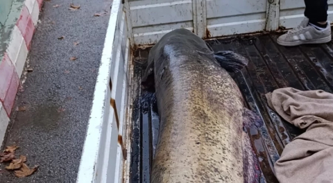 Bursa'da yakalanan 65 kiloluk balık görenleri şaşkına çevirdi