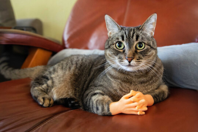 Kediler erkeklerin kendilerini anlamadığını düşünüyor