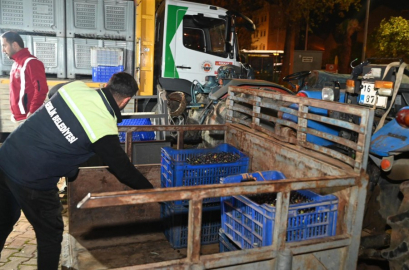 Gemlik Belediyesi’nden çiftçiye destek: Zeytin alımlarına başladı