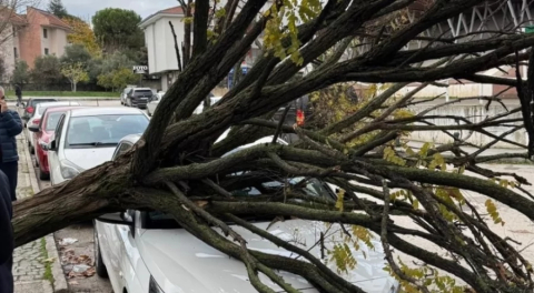 Bursa’da devrilen ağaç korku dolu anlar yaşattı