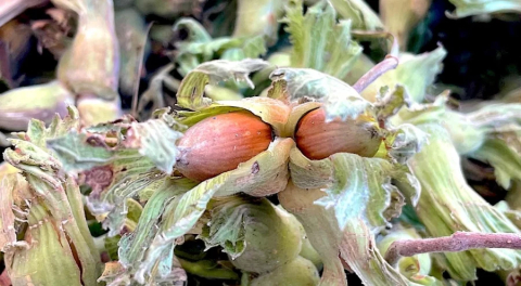 Uludağ'ın fındığı destek bekliyor