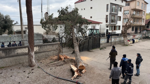 İznik’te şiddetli lodos dev çam ağacını okulun üstüne devirdi
