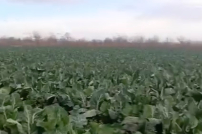 Karacabey'de sağanak yağış tarımı vurdu
