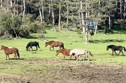 Bursa’nın zirvelerinde özgürlük koşusu: Yılkı atları ortaya çıktı