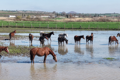 Karacabey'de milyonluk yarış atları sular altında kaldı
