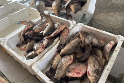 İstilacı İsrail sazanları Bursalı balıkçılara gelir kaynağı oldu