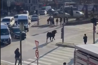 Bursa'da kaçan boğa trafiği birbirine kattı