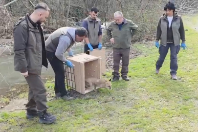 Tuzaktan kurtarılan 10 ördek ve yaralı tilki Karacabey’de doğayla buluştu