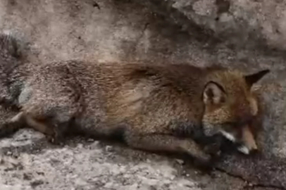 Uludağ'da tilkiye çarpan otomobil sürücüsü yaralı halde bırakıp kaçtı