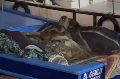 Gemlik'te limanda gece sürprizi: Anne su samuru yavrularıyla tekneye çıktı