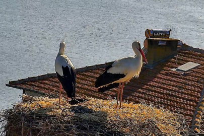 Beklenen buluşma gerçekleşti: Yaren leylekten sonra Nazlı da geldi